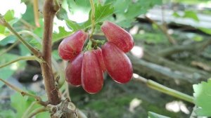 НЕОБЫКНОВЕННАЯ НОВИНКА ОТ КАЛУГИНА!!!🍇🍇🍇 Telegram, WhatsApp и Vlber +79528500417.