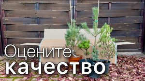 Обзор РАСПАКОВКА Новинки для сада Размер, качество и состояние растений Хвойные Опт Хоз