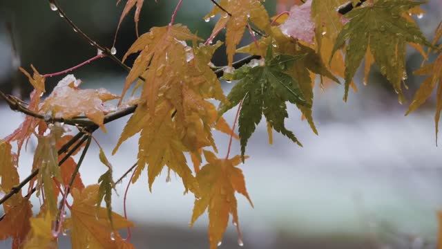 П.И. Чайковский. «Времена года» Октябрь - Tchaikovsky. October смотреть онлайн