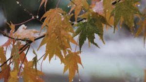 П.И. Чайковский. «Времена года»  Октябрь - Tchaikovsky. October