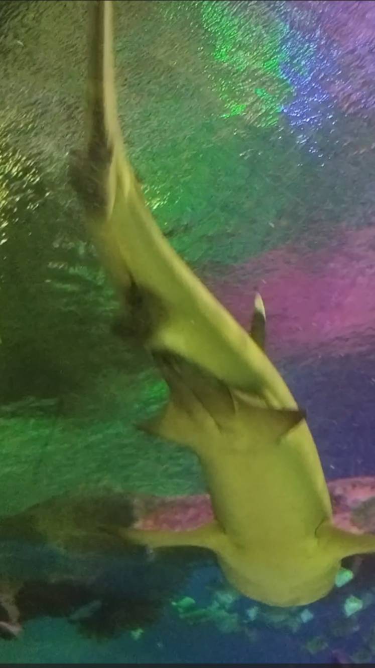 Акулы в океанариуме Петербурга смотреть онлайн