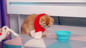 ПЕРВЫЙ Раз Строю СНЕГОВИКА ДОМА - Он Растаял? | Кот Баттерс - Реакция Котенка на Первый СНЕГ