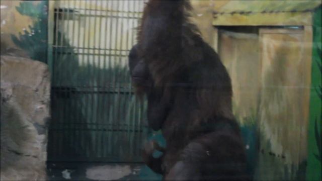 Орангутан Мишель спустилась вниз показать доченьку, покушать и ушла кормить малышку 01.10.2025 смотреть онлайн