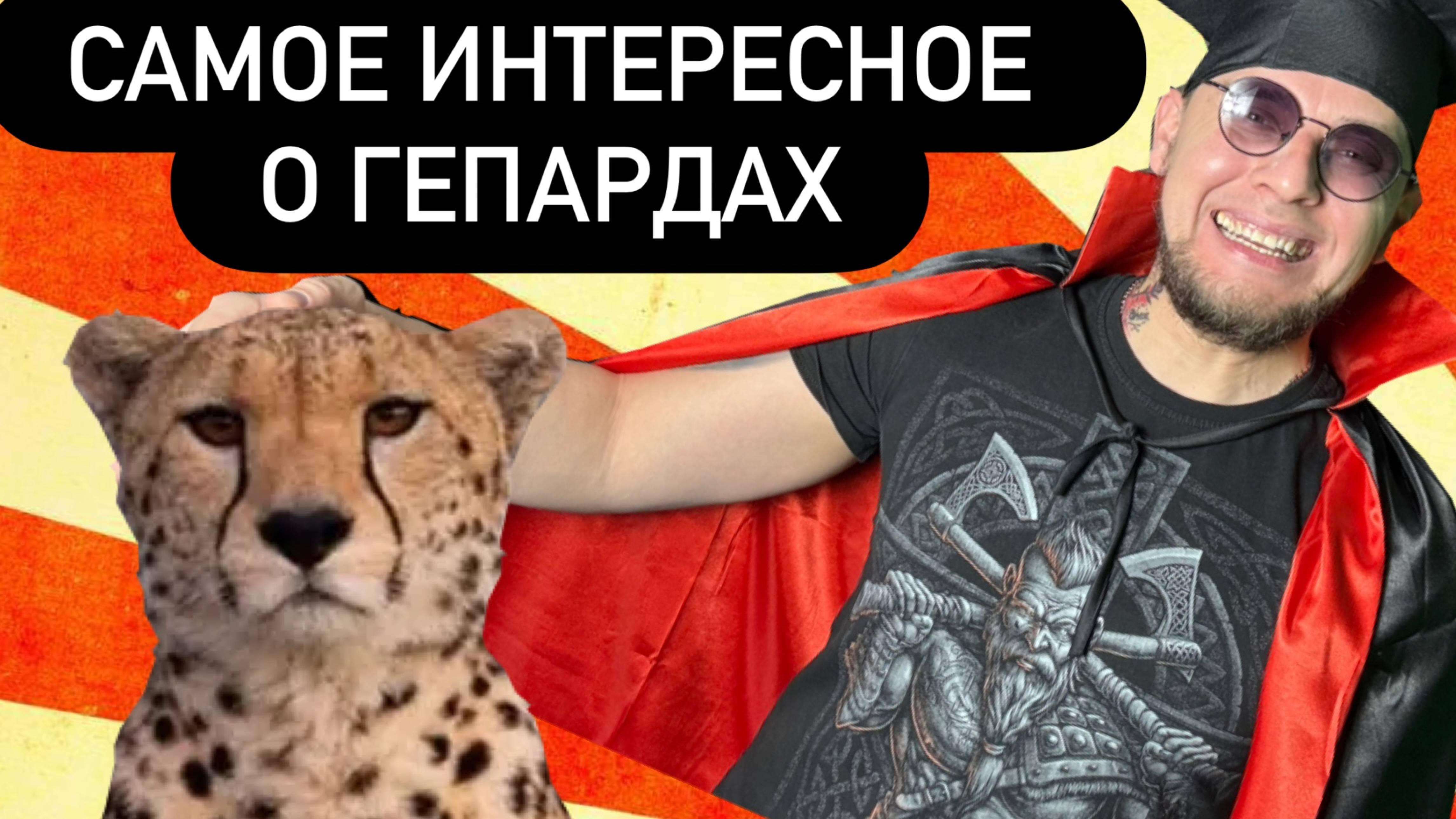 Все самое интересное о гепардах смотреть онлайн