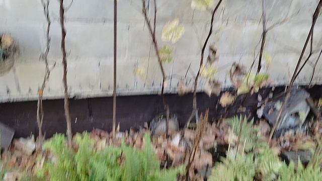 Собрали виноград, делаем домашнее вино, октябрь 2025 смотреть онлайн