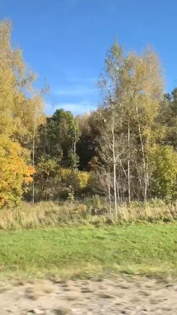 Лес. Осень. Дорога смотреть онлайн