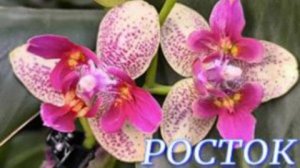 №11289 СВЕЖИЕ орхидеи в с/ц РОСТОК