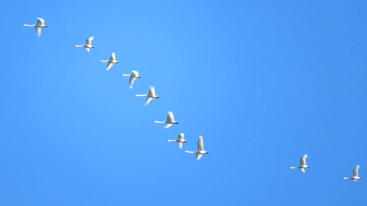 Лебеди-кликуны летят на юг. Такие белые на голубом смотреть онлайн