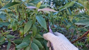 Обрезка 6-летнего куста голубики сорта Денис Блю.