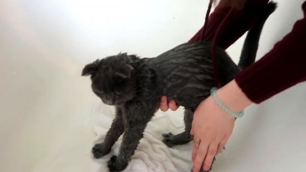 КУПАЕМ КОТЕНКА | КОТ БАТТЕРС ПРИНИМАЕТ ВАННУ