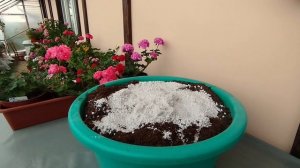 v17*Готовлю лёгкий грунт для черенкования пеларгоний.