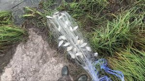 рыбалка на кастинговую сеть американка и испанка