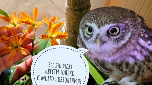 Обзор будущих цветений орхидей. Совы начинаются с 7:22 🙃 Там вредный Лучик и милый Чучундрий