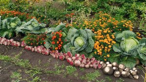 Наш любимый огород с обильным урожаем не перестает удивлять! Убираю свеклу.