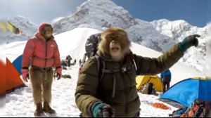 Приключения Гоши Бомжезьяна. ИИ