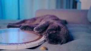 КОШЕЧКА БАТТЕРС И КОШАЧЬЯ МЯТА | РЕАКЦИЯ КОТИКА НА КОШАЧЬЮ МЯТУ