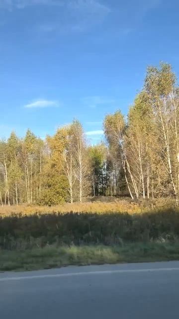 Лес по дороге смотреть онлайн