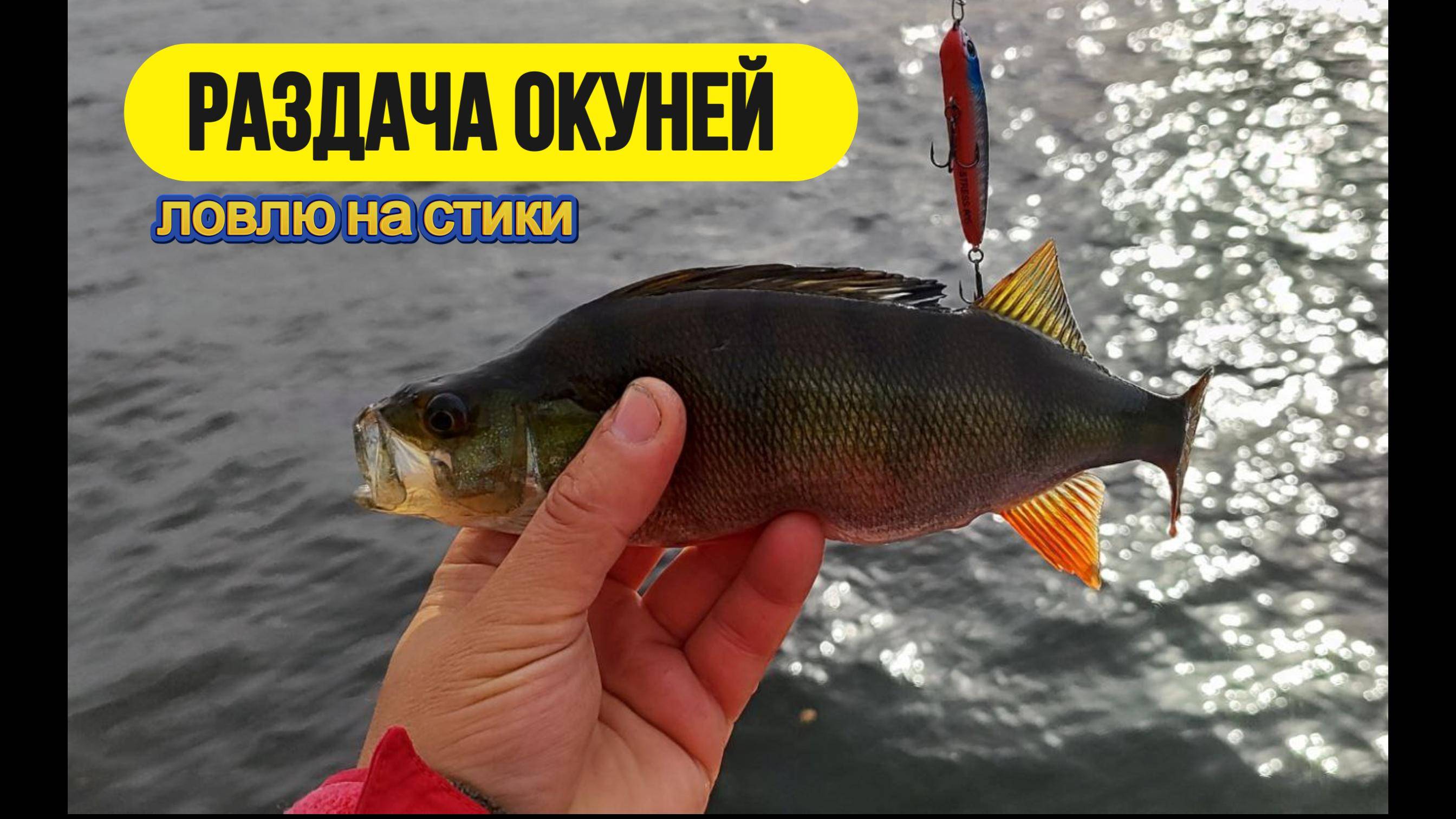 #strettfishing | Как ловить на стики? | Нашёл и напорол жирных окуней | смотреть онлайн