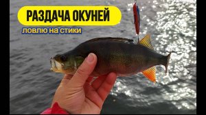 #strettfishing | Как ловить на стики? | Нашёл и напорол жирных окуней |