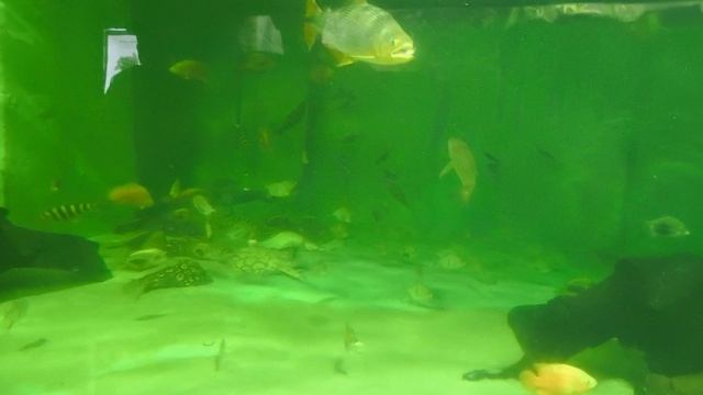 08.2025 Пенза Океанариум (2)