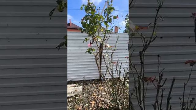 Крымск дом с участком.