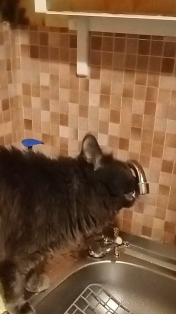 Кот Жора пьет воду из-под крана.