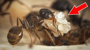 МОИ МУРАВЬИ РАЗМНОЖАЮТСЯ!