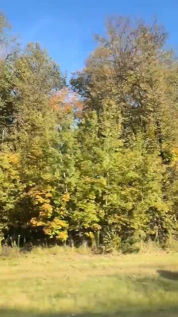 Осенний лес по дороге смотреть онлайн