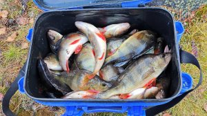 Окунёвый Рай снежным осенним денёчком.