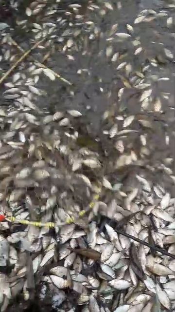 Вот так спускают платные пруды!!! Ну и мы теперь успели набрать себе в пруд для разведения!!!