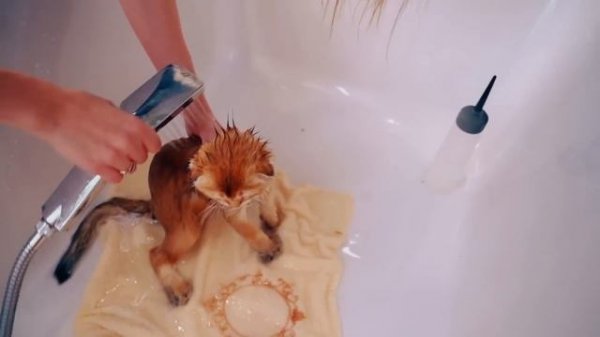 ПЕРВЫЙ Раз КУПАЕМ КОТЕНКА в ВАННОЙ | Кот Баттерс -  Маленький Котенок БОИТСЯ