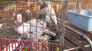 Ярмарка Голубей. Г.Магнитогорск. 21.09.2025