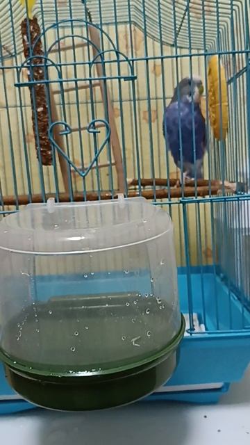 Попугай Кроша купается смотреть онлайн