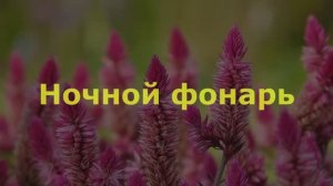 Ночной фонарь