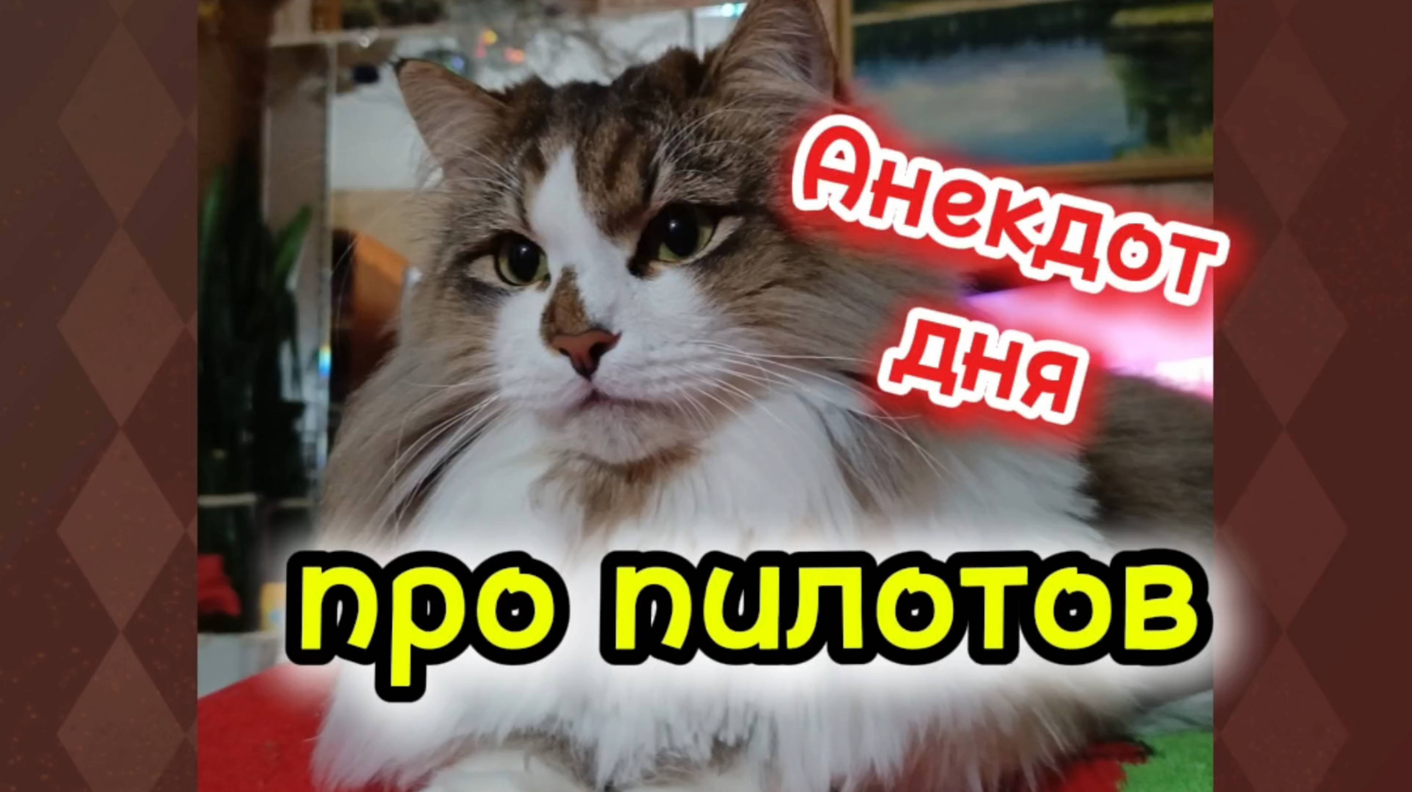 Анекдот дня. смотреть онлайн