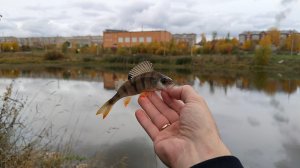 Домашняя рыбалка