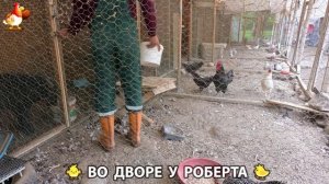 Содержание кур в домашних условиях и других птиц во дворе у Роберта 🐣🐤🦆🐔🪿🦃 (289)