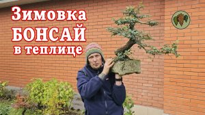 Зимовка бонсай в глубокой теплице