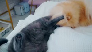 СМЕШНЫЕ РОЗЫГРЫШИ НАД КОТИКОМ И ПЕСИКОМ | 4 Пранка над Котами и Собаками