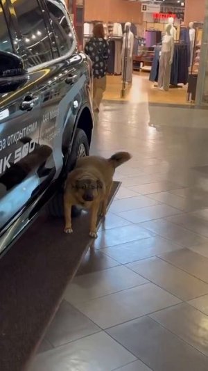 А как ты относишься к китайским автомобилям? 🚘