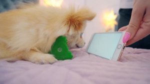 ПЕСИК И КОШЕЧКА СМОТРЯТ МУЛЬТИКИ ДЛЯ ЖИВОТНЫХ