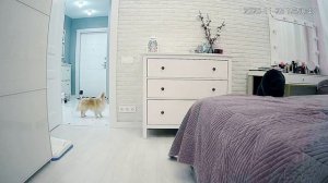 ТАЙНАЯ ЖИЗНЬ ДОМАШНИХ ЖИВОТНЫХ  2 ЧАСТЬ | ОДНИ ДОМА