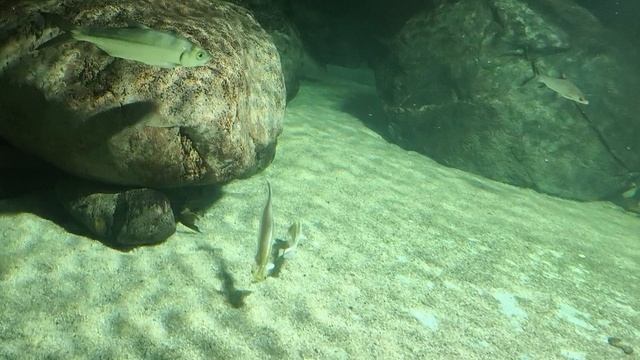 08.2025 Пенза Океанариум (1)