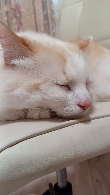 спокойной ночи🌙 смотреть онлайн