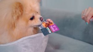 БАННЫЙ ДЕНЬ ПИТОМЦЕВ | Груминг Шпица, Купаем Ежа, Киса Баттерс переехала