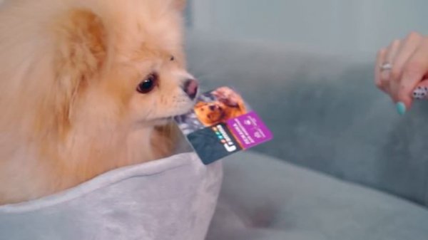 БАННЫЙ ДЕНЬ ПИТОМЦЕВ | Груминг Шпица, Купаем Ежа, Киса Баттерс переехала