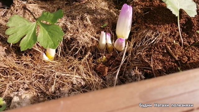 Безвременник- необычный цветок!