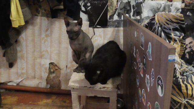 кеня обижает босса