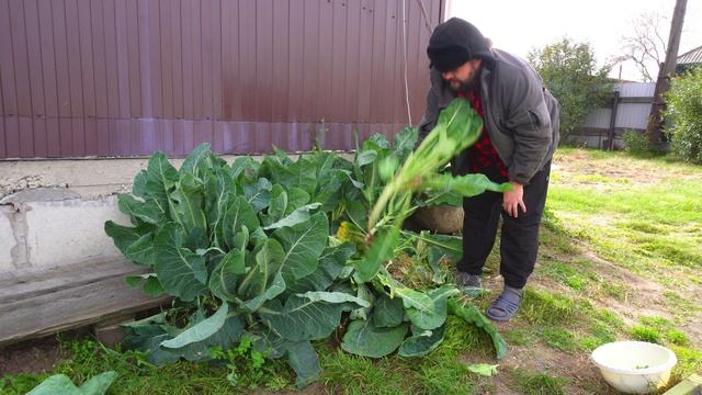 УБРАЛ ПОСЛЕДНЕЕ ИЗ ОГОРОДА И ПОКОРМИЛ ХОЗЯЙСТВО СПОКОЙНАЯ ЖИЗНЬ В СИБИРИ смотреть онлайн