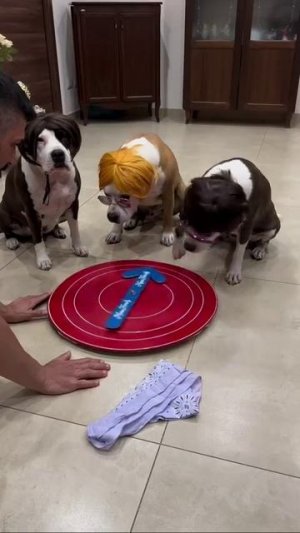 Каждой собаке повезёт! 😹